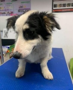 Monte a black and white Romanian rescue dog | 1 Dog at a Time Rescue UK