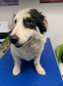 Monte a black and white Romanian rescue dog | 1 Dog at a Time Rescue UK