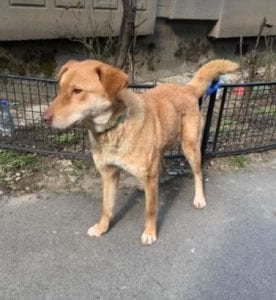 Polly a tan Romanian rescue dog | 1 Dog at a Time Rescue UK