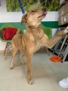 Polly a tan Romanian rescue dog | 1 Dog at a Time Rescue UK