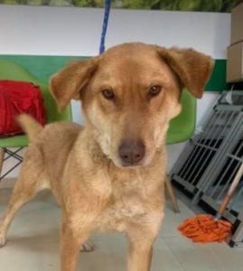 Polly a tan Romanian rescue dog | 1 Dog at a Time Rescue UK