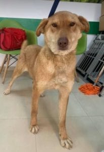 Polly a tan Romanian rescue dog | 1 Dog at a Time Rescue UK