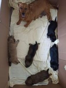 Anna a black & white Romanian rescue puppy | 1 Dog at a Time Rescue UK