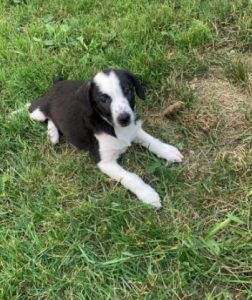 Sadie a black and white Romanian rescue dog | 1 Dog at a Time Rescue UK
