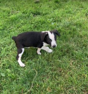 Sadie a black and white Romanian rescue dog | 1 Dog at a Time Rescue UK