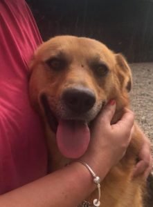 Sammy a tan and black Romanian rescue dog | 1 Dog at a Time rescue UK