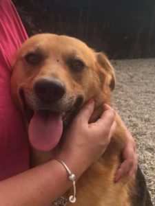 Sammy a tan and black Romanian rescue dog | 1 Dog at a Time rescue UK