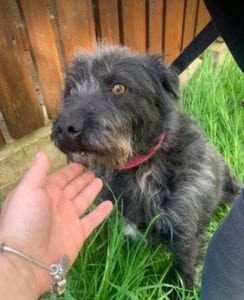 Trudi a black Romanian rescue dog | 1 Dog at a Time Rescue UK