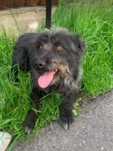 Trudi a black Romanian rescue dog | 1 Dog at a Time Rescue UK