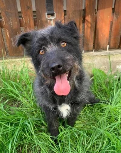 Trudi a black Romanian rescue dog | 1 Dog at a Time Rescue UK