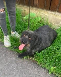 Trudi a black Romanian rescue dog | 1 Dog at a Time Rescue UK