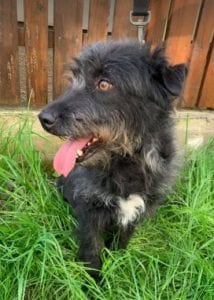 Trudi a black Romanian rescue dog | 1 Dog at a Time Rescue UK