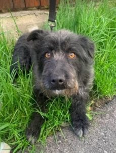 Trudi a black Romanian rescue dog | 1 Dog at a Time Rescue UK
