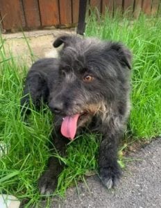 Trudi a black Romanian rescue dog | 1 Dog at a Time Rescue UK