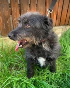 Trudi a black Romanian rescue dog | 1 Dog at a Time Rescue UK