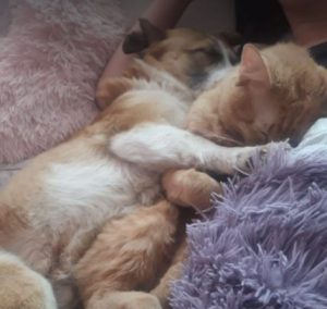 William a tan and white romanian rescue dog | 1 dog at a time rescue uk