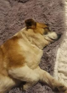 William a tan and white romanian rescue dog | 1 dog at a time rescue uk