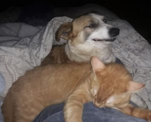 William a tan and white romanian rescue dog | 1 dog at a time rescue uk