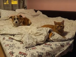 William a tan and white romanian rescue dog | 1 dog at a time rescue uk