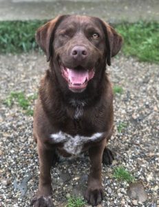 Wispa a brown romanian rescue dog | 1 dog at a time rescue uk