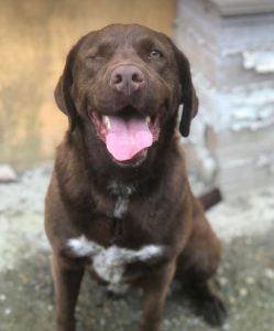 Wispa a brown romanian rescue dog | 1 dog at a time rescue uk