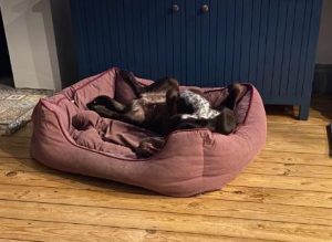 Wispa a brown rescue dog | 1 dog at a time rescue UK