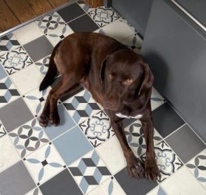 Wispa a brown rescue dog | 1 dog at a time rescue UK