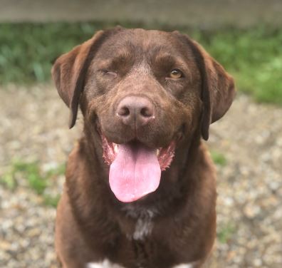 Wispa a brown rescue dog 5_1 dog at a time rescue UK Wispa a brown romanian rescue dog | 1 dog at a time rescue uk