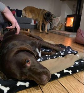 Wispa a brown rescue dog | 1 dog at a time rescue UK