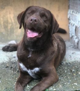 Wispa a brown romanian rescue dog | 1 dog at a time rescue uk