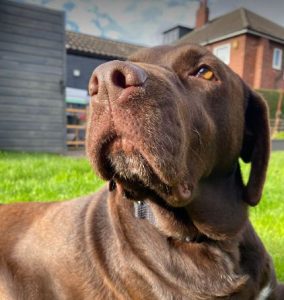 Wispa a brown rescue dog | 1 dog at a time rescue UK