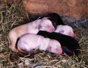 Wispa a brown romanian rescue dog | 1 dog at a time rescue uk