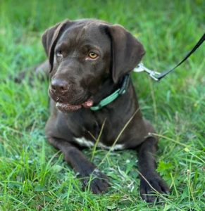 Wispa a brown romanian rescue dog | 1 dog at a time rescue uk