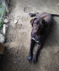 Wispa a brown romanian rescue dog | 1 dog at a time rescue uk