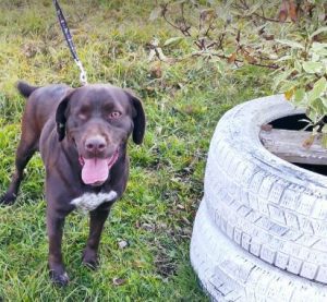 Wispa a brown romanian rescue dog | 1 dog at a time rescue uk