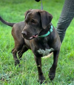 Wispa a brown romanian rescue dog | 1 dog at a time rescue uk