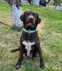 Wispa a brown romanian rescue dog | 1 dog at a time rescue uk