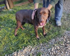 Wispa a brown romanian rescue dog | 1 dog at a time rescue uk