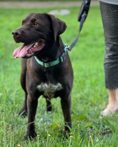 Wispa a brown romanian rescue dog | 1 dog at a time rescue uk