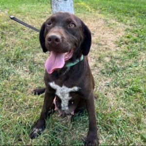 Wispa a brown romanian rescue dog | 1 dog at a time rescue uk