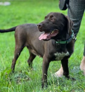 Wispa a brown romanian rescue dog | 1 dog at a time rescue uk