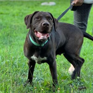 Wispa a brown romanian rescue dog | 1 dog at a time rescue uk