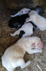 Wispa a brown romanian rescue dog | 1 dog at a time rescue uk