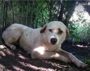 Aimee a white Romanian rescue dog | 1 Dog at a Time Rescue UK