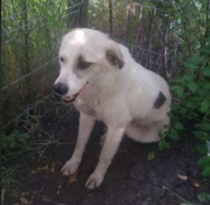 Aimee a white Romanian rescue dog | 1 Dog at a Time Rescue UK