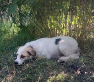 Aimee a white Romanian rescue dog | 1 Dog at a Time Rescue UK