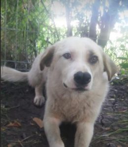 Aimee a white Romanian rescue dog | 1 Dog at a Time Rescue UK