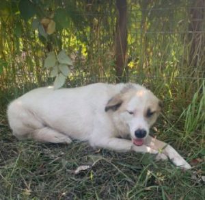 Aimee a white Romanian rescue dog | 1 Dog at a Time Rescue UK