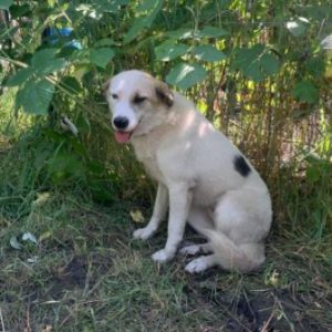Aimee a white Romanian rescue dog | 1 Dog at a Time Rescue UK