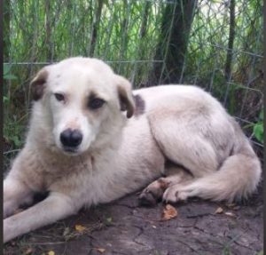 Aimee a white Romanian rescue dog | 1 Dog at a Time Rescue UK